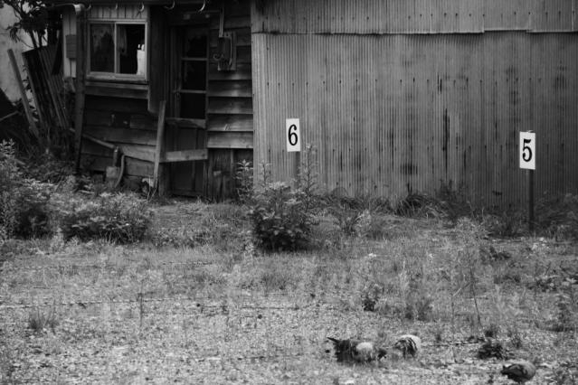 60D201209292831r.jpg