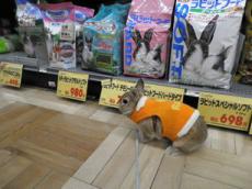 pig 20130223 001