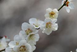 oo.大宮梅 004