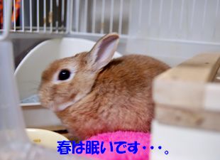 pig 20130329 001