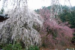 se.青雲寺 010