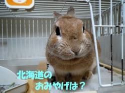pig 20130424 001