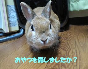 pig 20130513 001