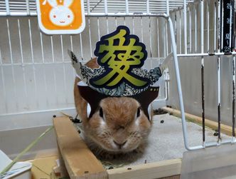 pig 20130516 001