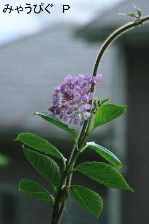 aji4