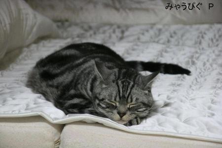 arata