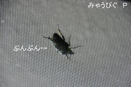 buibui