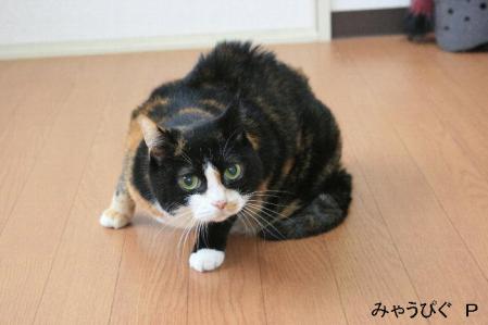 chibi