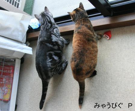 hato2