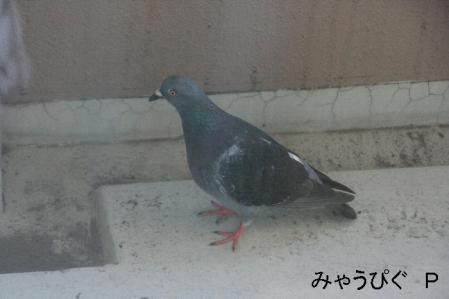 hato3