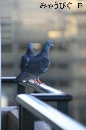 hato