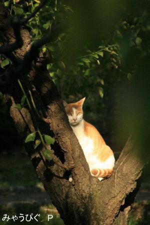 kiki