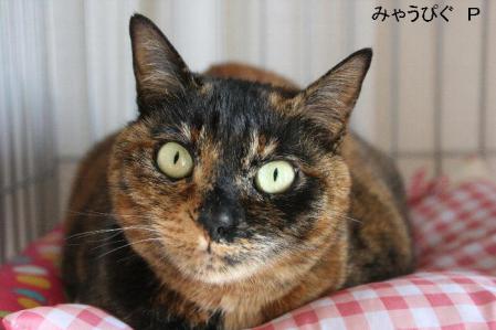 puchiko