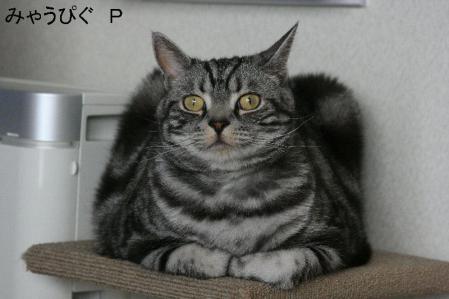 sika