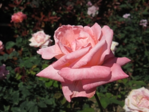 141029-17.jpg