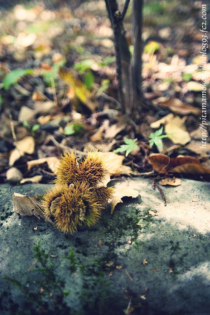 雑木林の栗121104-1