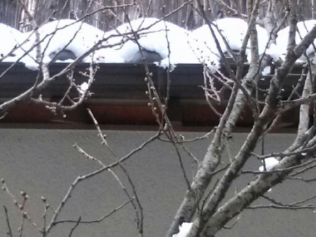 大雪の外2