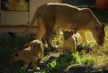 lion2.jpg