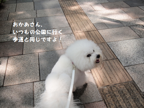 歩道と同じ