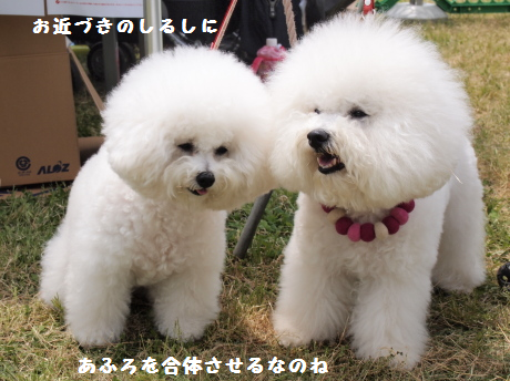 白い犬のいる幸せ お出かけ 子犬 癒されすぎる白い柴犬 白いポメラニアン 白い激カワ子犬たち Naver まとめ