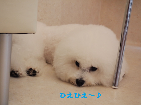 ひえひえ