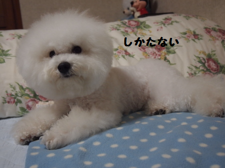 しかたない
