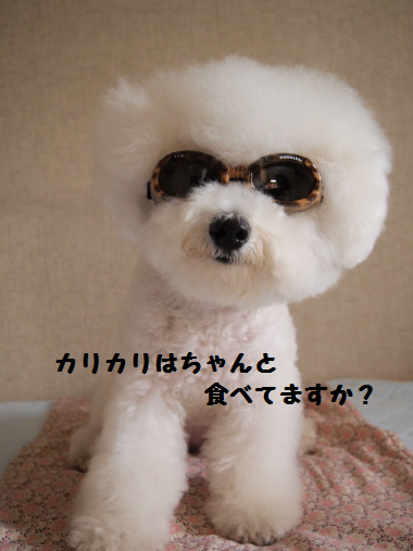 カリカリ