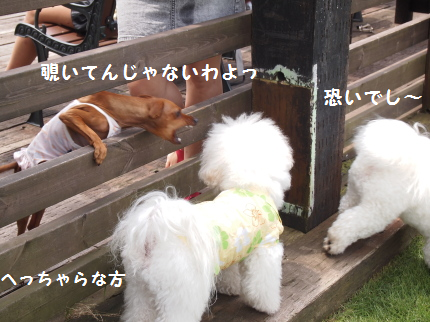 のぞいてんじゃ