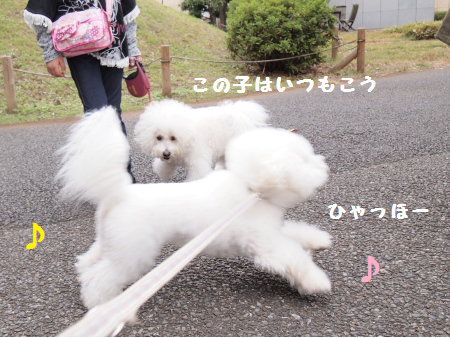 ひゃっほー