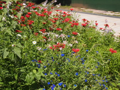 P8100105.jpg