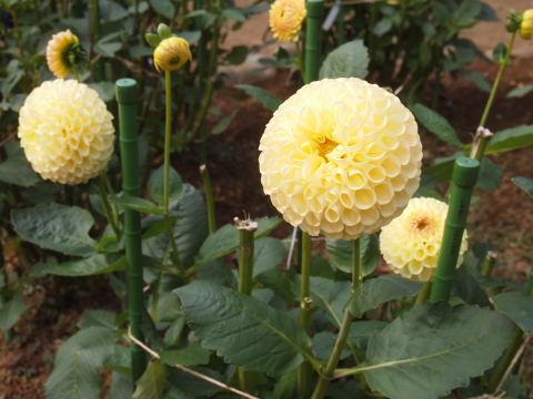 PA264448.jpg