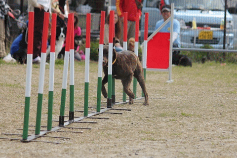 20130415-demosuraro-mu.gif