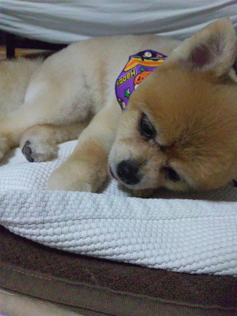 moblog_8d42191c.jpg