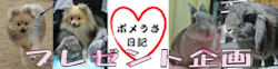 企画
