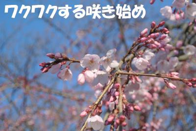 147_convert_20130330120358.jpg