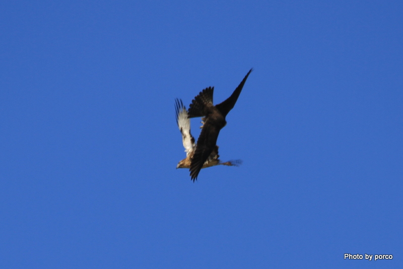 IMG_8234.jpg