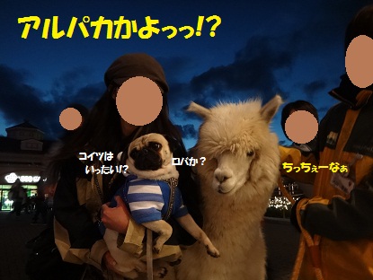 DSC01704.jpg