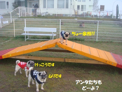 DSC06213_20121027184519.jpg