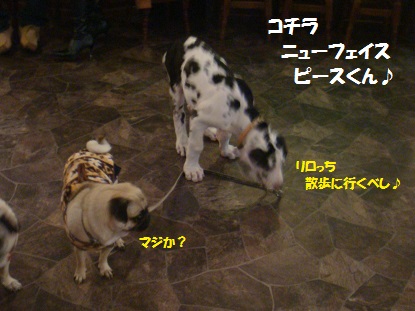 DSC06290.jpg