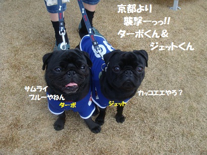 DSC06302_20121028103351.jpg