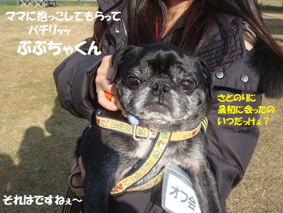 DSC06335_20121208224142.jpg