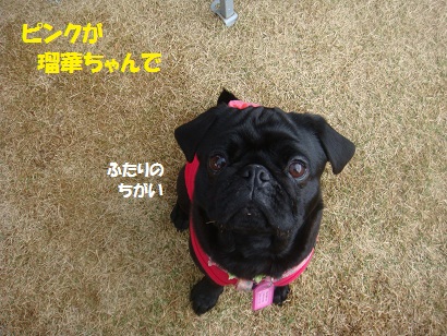 DSC06489_20121028173941.jpg