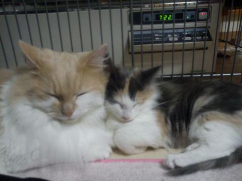 IMG_20121215_192310.jpg