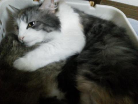 NEC_0971_20120910203325.jpg