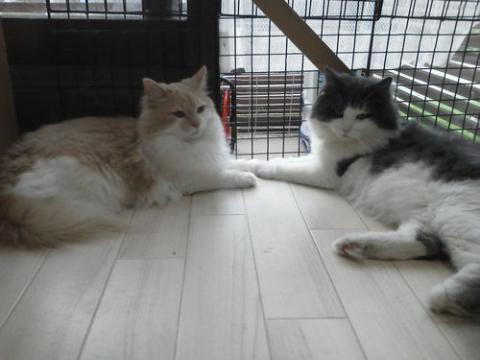 NEC_1023_20120919163202.jpg