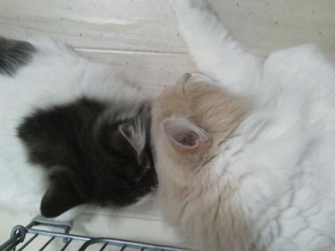 NEC_1760_20121210092250.jpg