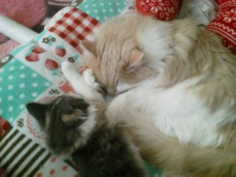 NEC_1801_20121210092443.jpg
