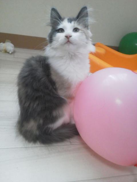 NEC_1857_20121210122505.jpg