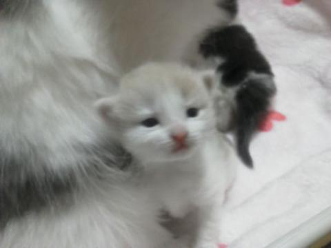 NEC_1943_20130107170556.jpg