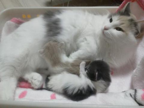 NEC_1944_20130107170556.jpg